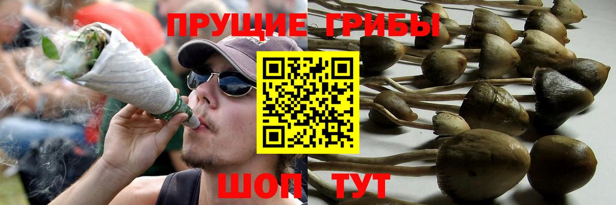 Псилоцибиновые грибы Cubensis  Псилоцибиновые грибы Cubensis  Дедовск  Вход с VPN 